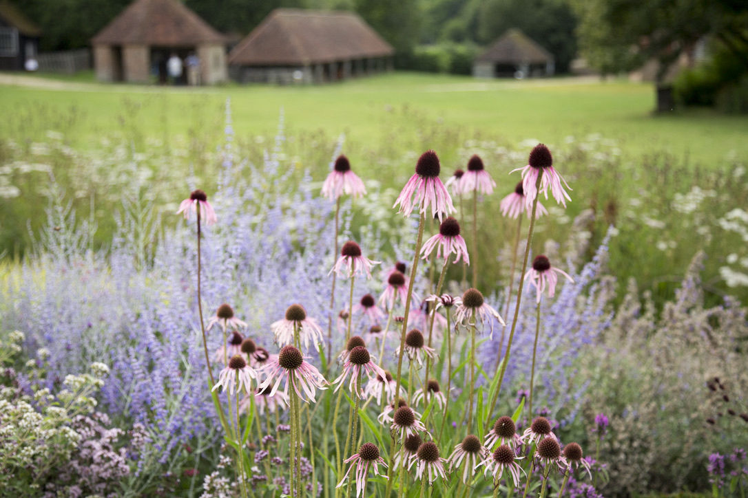 Echinacea and perovskia prairie