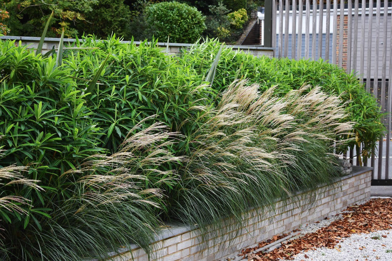 designing with ornamental grasses