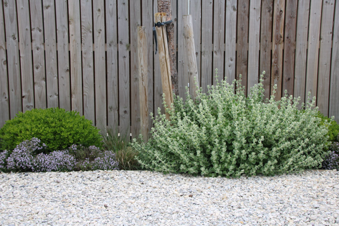 Coastal planting Timber Fence