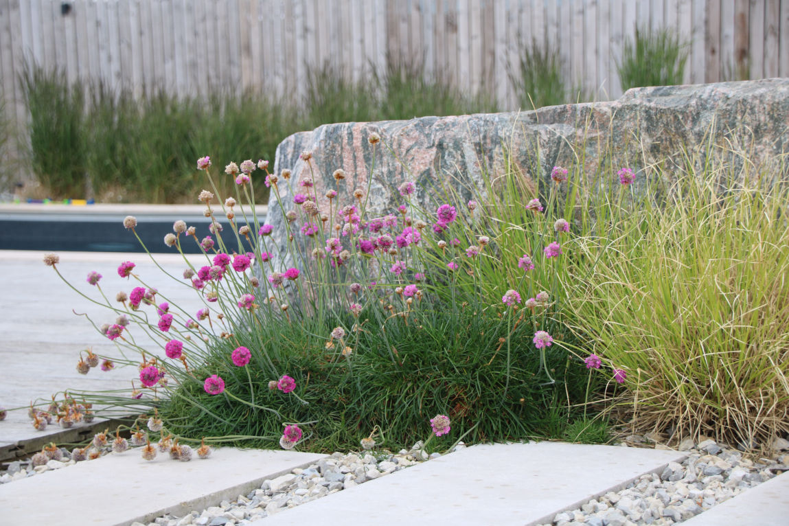 Rocks and alpine planting