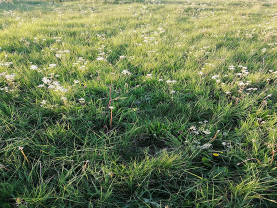 wildflower_meadows